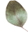 separate_leaf